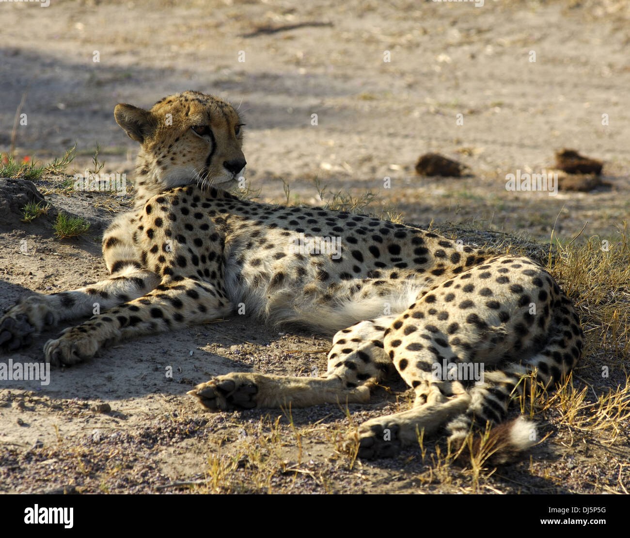 Gepard Stockfoto