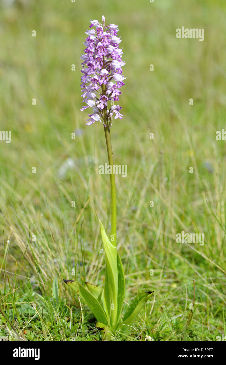 Helm-Orchidee Stockfoto