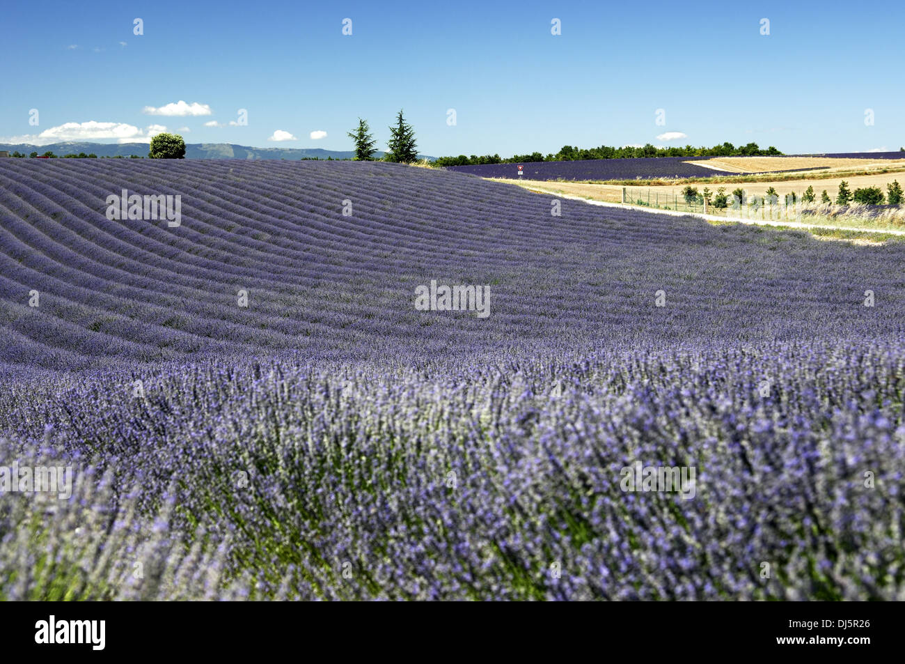 Lavendel in der Provence Stockfoto