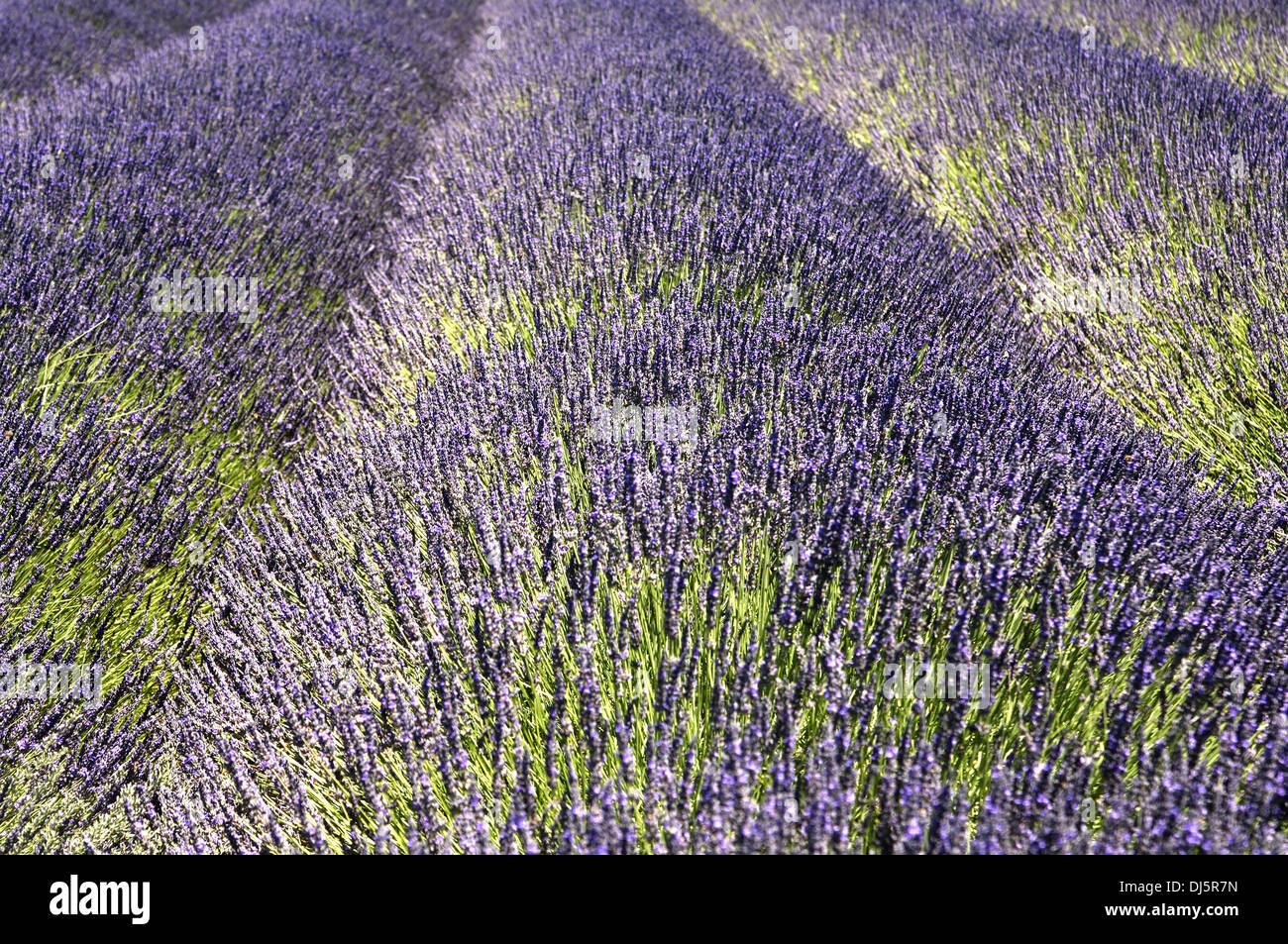 Lavendel in der Provence Stockfoto