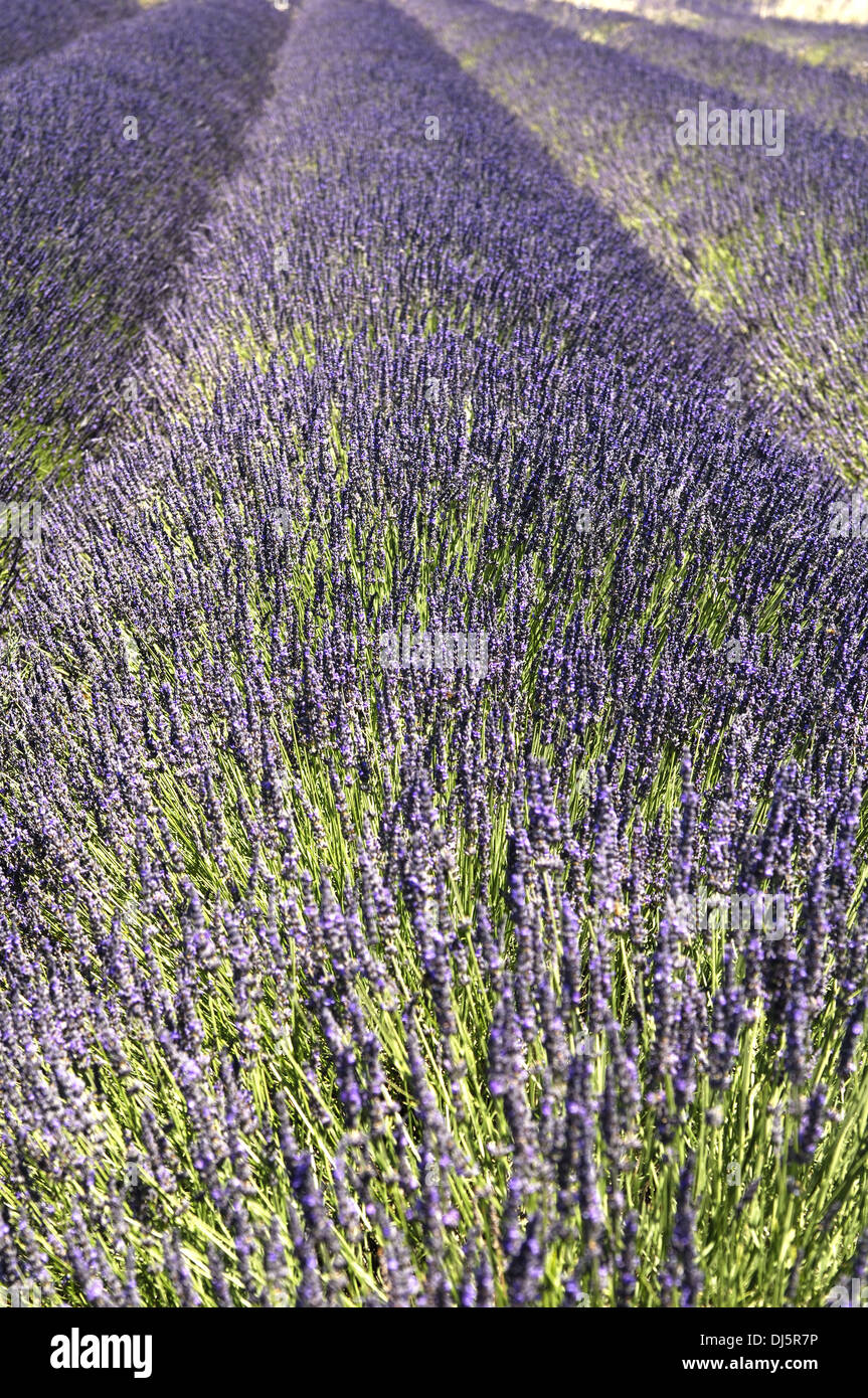 Lavendel in der Provence Stockfoto