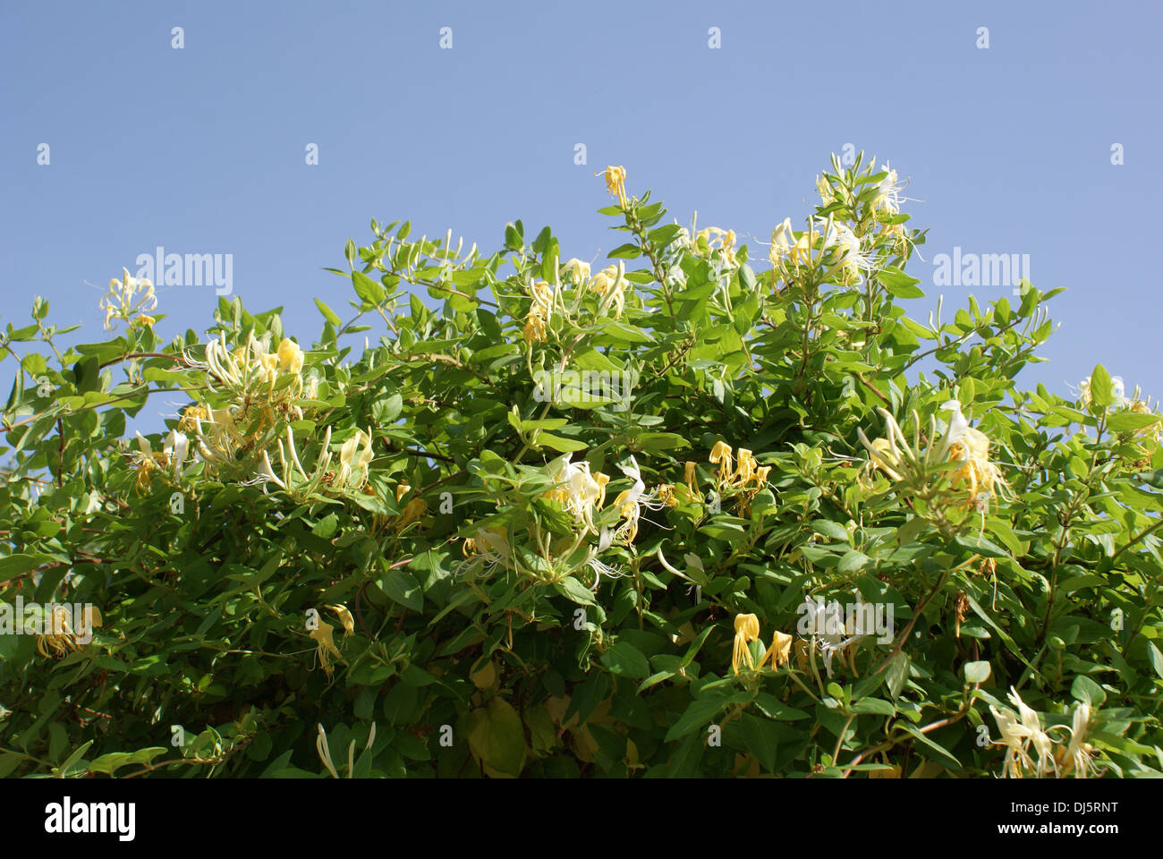Waldsegseblatt Fotos und Bildmaterial in hoher Auflösung Alamy