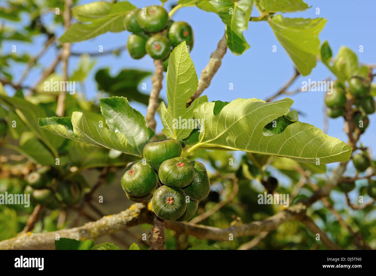 Gemeinsame Feigenbaum (Ficus Carica) mit Früchten Stockfoto