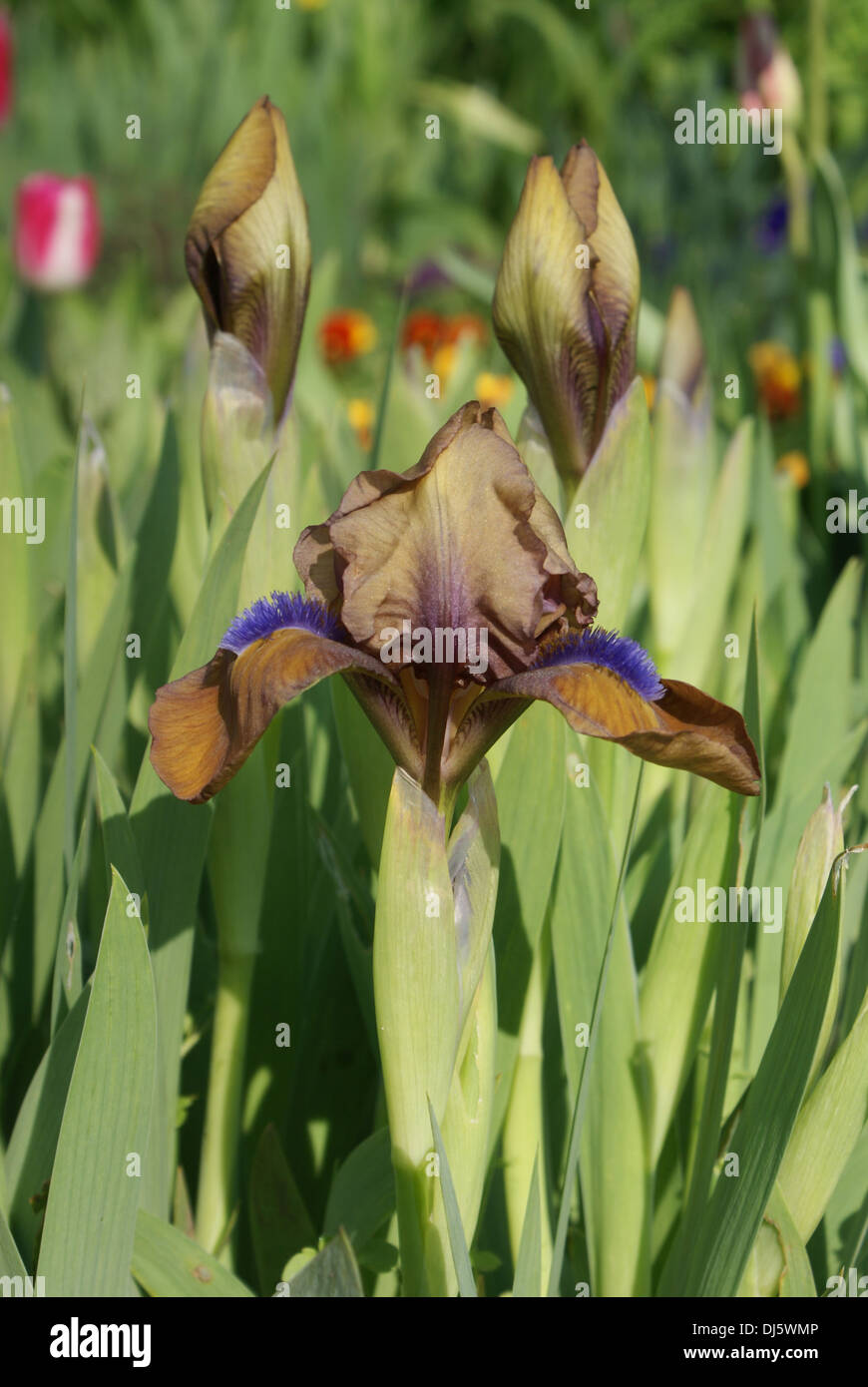 Iris Barbata-nana Stockfoto