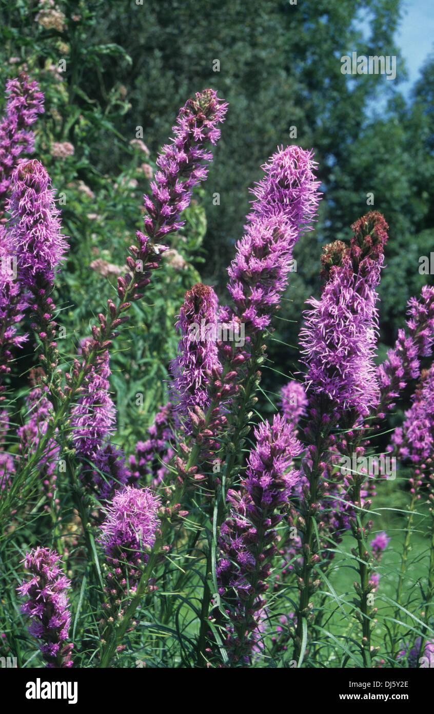 dichten Blazing star Stockfoto