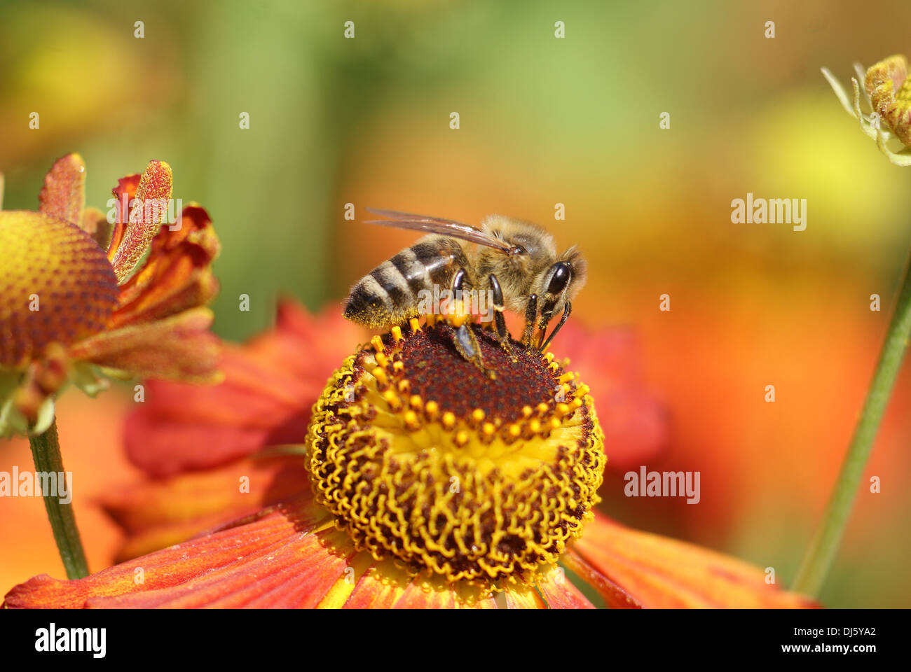 Helenium X hybridum Moerheim Beauty Stockfoto