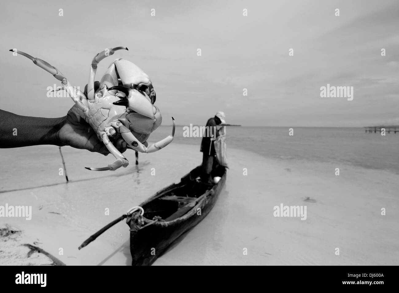 Ein Fischer aus dem Guna Menschen eine riesige Krabben, die er in einer kleinen Insel in der "Comarca" (Region) der Guna Yala Eingeborenen als Kuna im Archipel von San Blas Blas Inseln im Nordosten von Panama mit Blick auf das Karibische Meer bekannt. Stockfoto