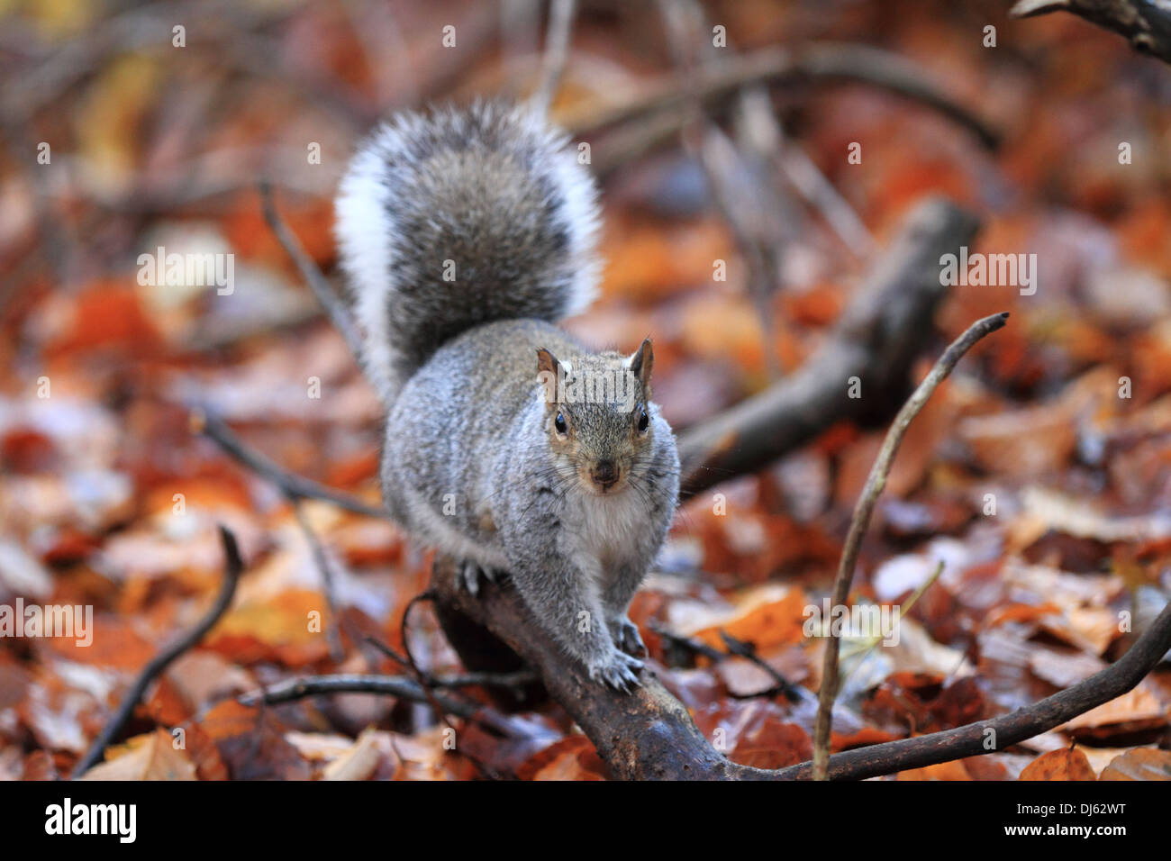 Ein graues Eichhörnchen sitzt auf einem gefallenen Ast unter mehreren Laub im Herbst. mit detaillierten Gesicht Nahaufnahme Stockfoto