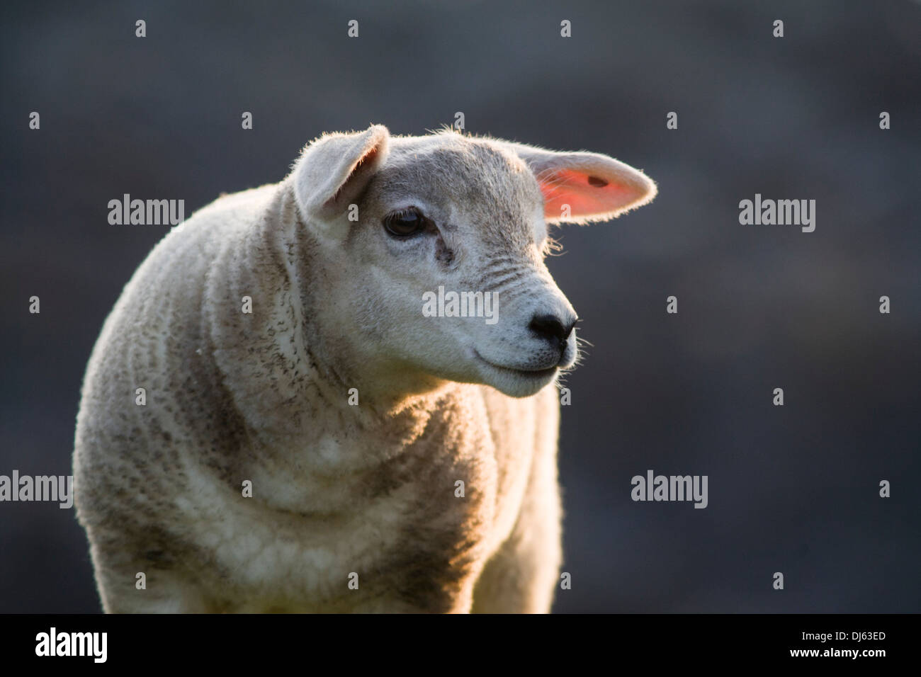 Lamm auf Fair Isle, Shetland, UK Stockfoto