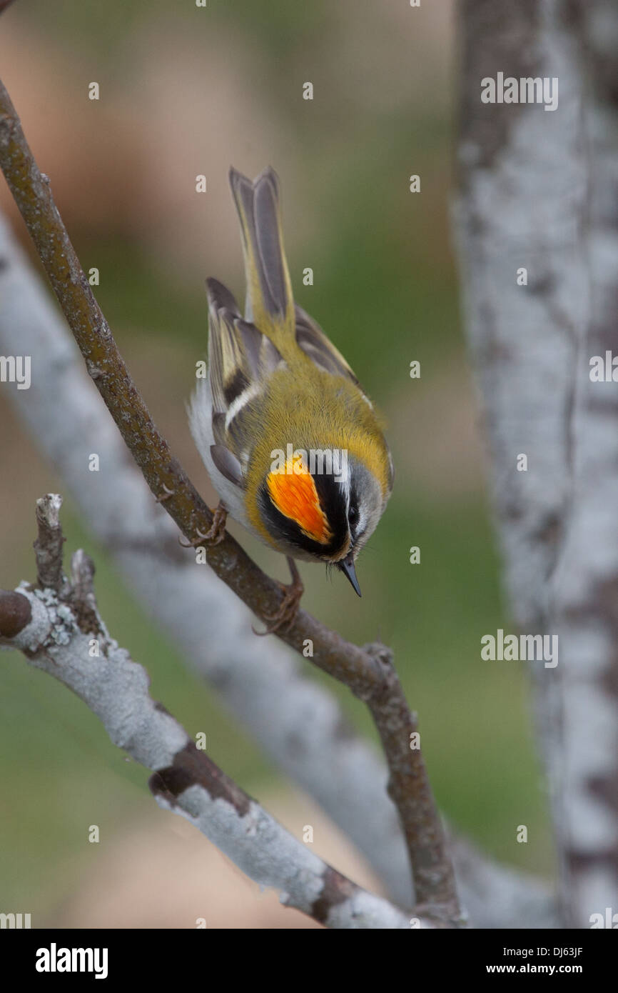 Firecrest Regulus ignicapilla Stockfoto