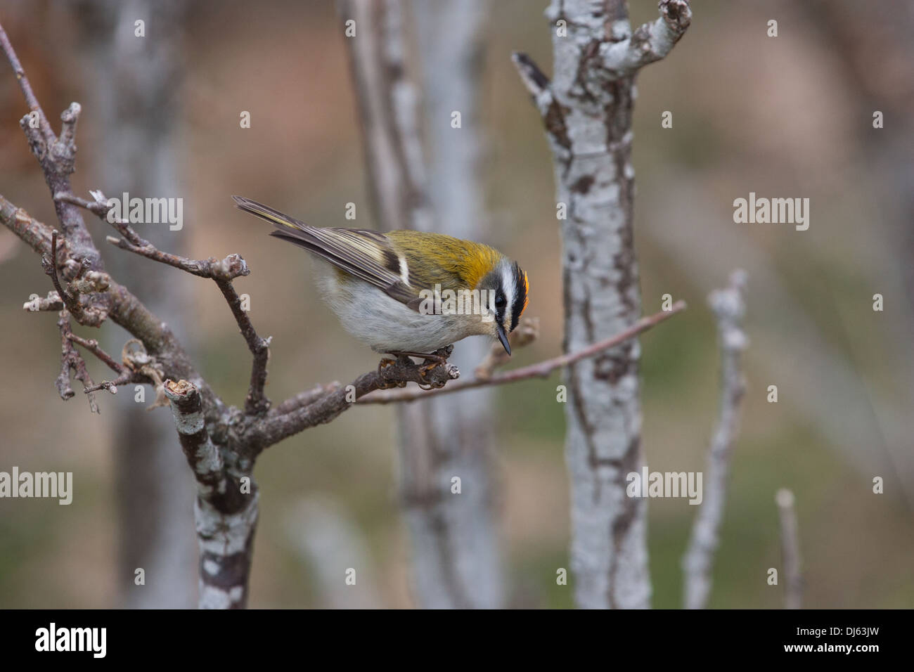 Firecrest Regulus ignicapilla Stockfoto