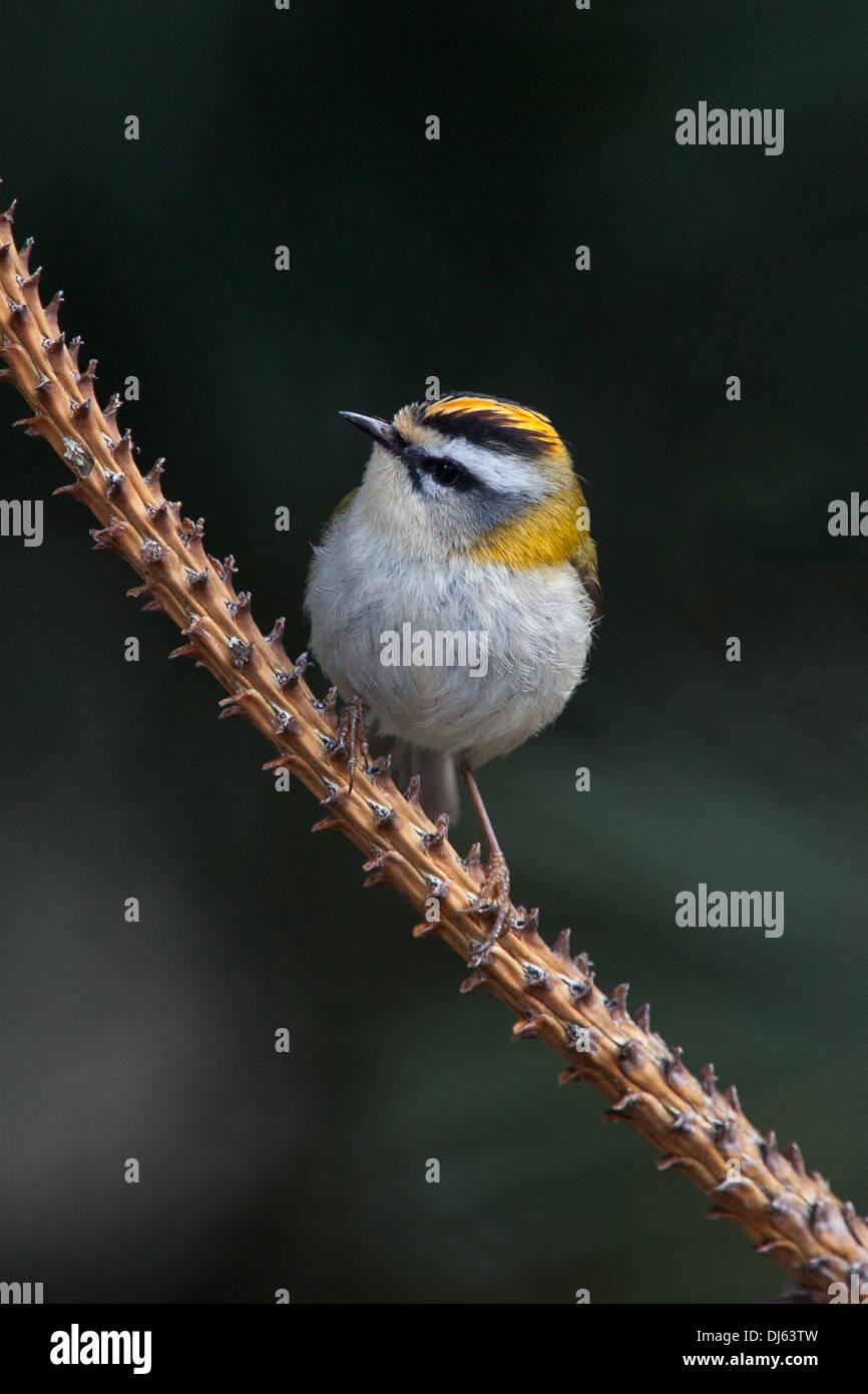 Firecrest Regulus ignicapilla Stockfoto