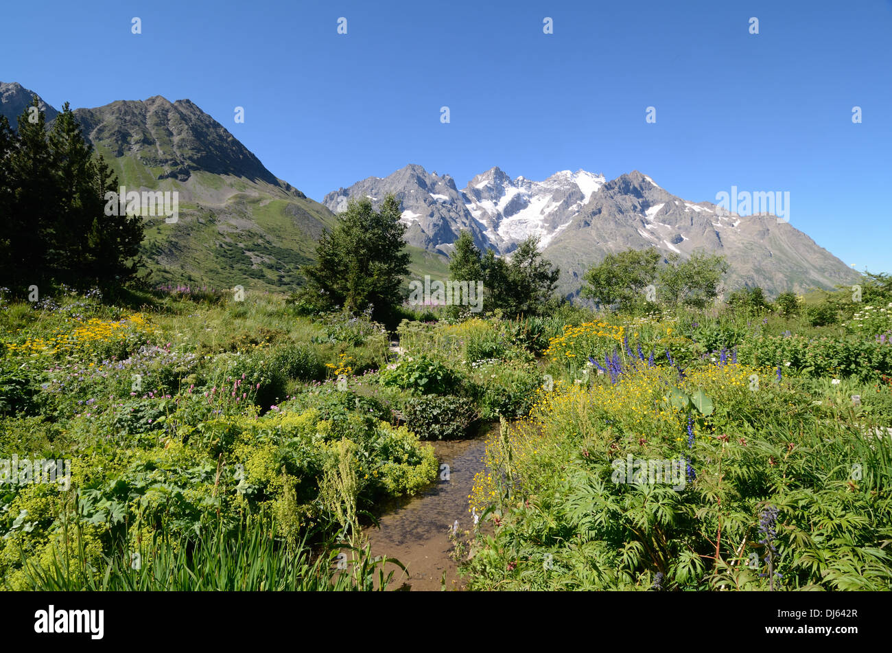 Massif De La Meije & Alpengarten am Col de Lautaret Mountain Pass Hautes-Alpes France Stockfoto