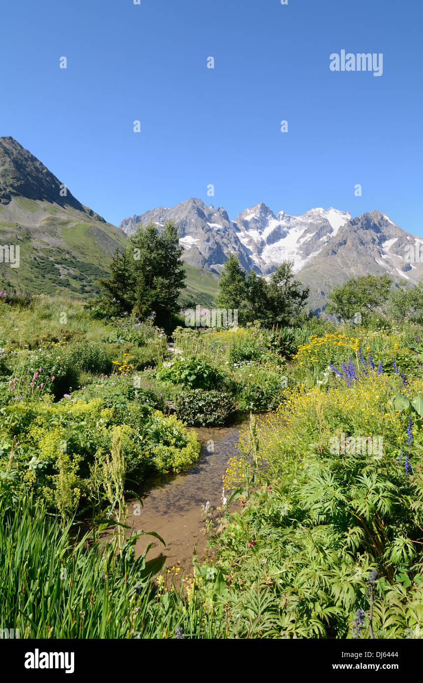 Massif De La Meije vom Lautaret alpinen Garten Hautes-Alpes französische Alpen Frankreich Stockfoto