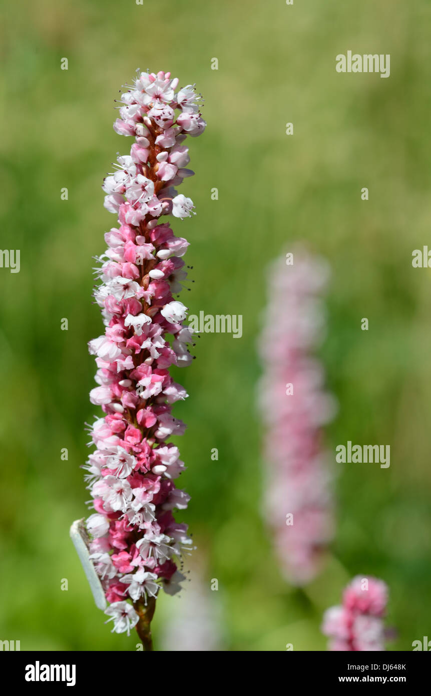 Fleece-Blume oder Knöterich Polygonum affine oder Persicaria Affinis Lautaret alpinen botanischen Garten Hautes-Alpes Frankreich Stockfoto