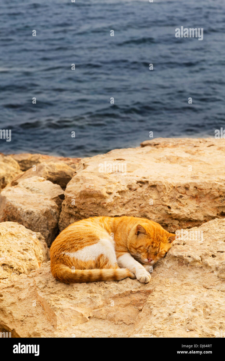 Porträt eines schlafenden Ingwer Katze auf den Felsen am Hafen von Ayia Napa, Zypern. Stockfoto