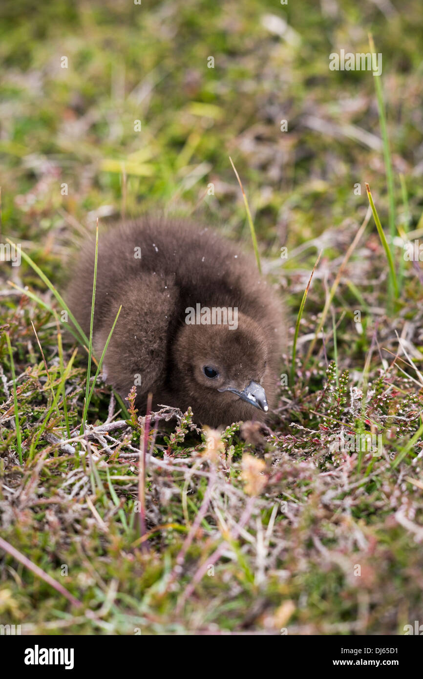 Arktisches Skua (Stercorarius Parasiticus) Küken auf Fair Isle, Shetland, UK Stockfoto