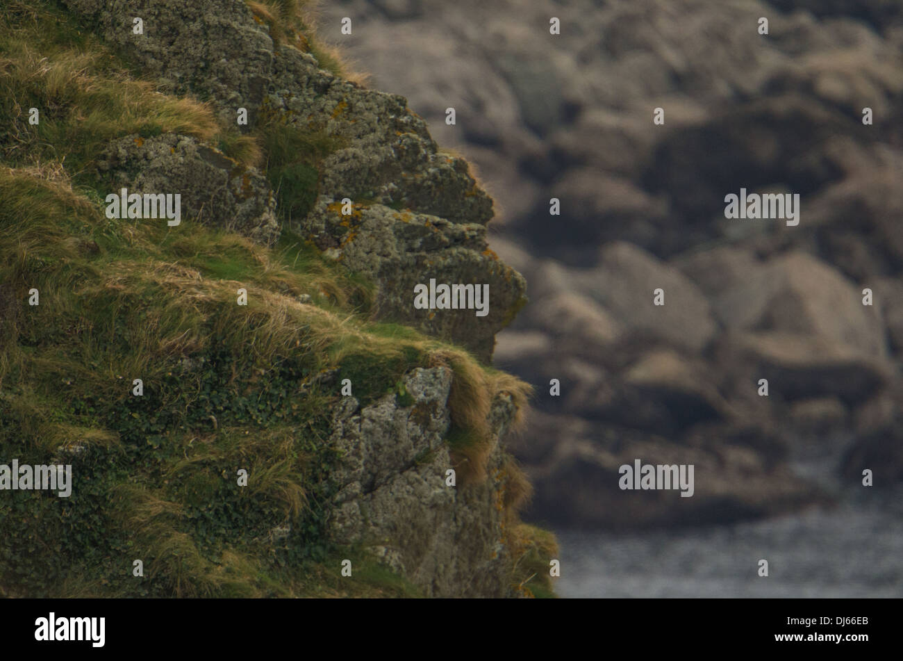 Felsigen Klippen, hängen mit Moos und langen Gräsern; launisch, an der Küste. Stockfoto
