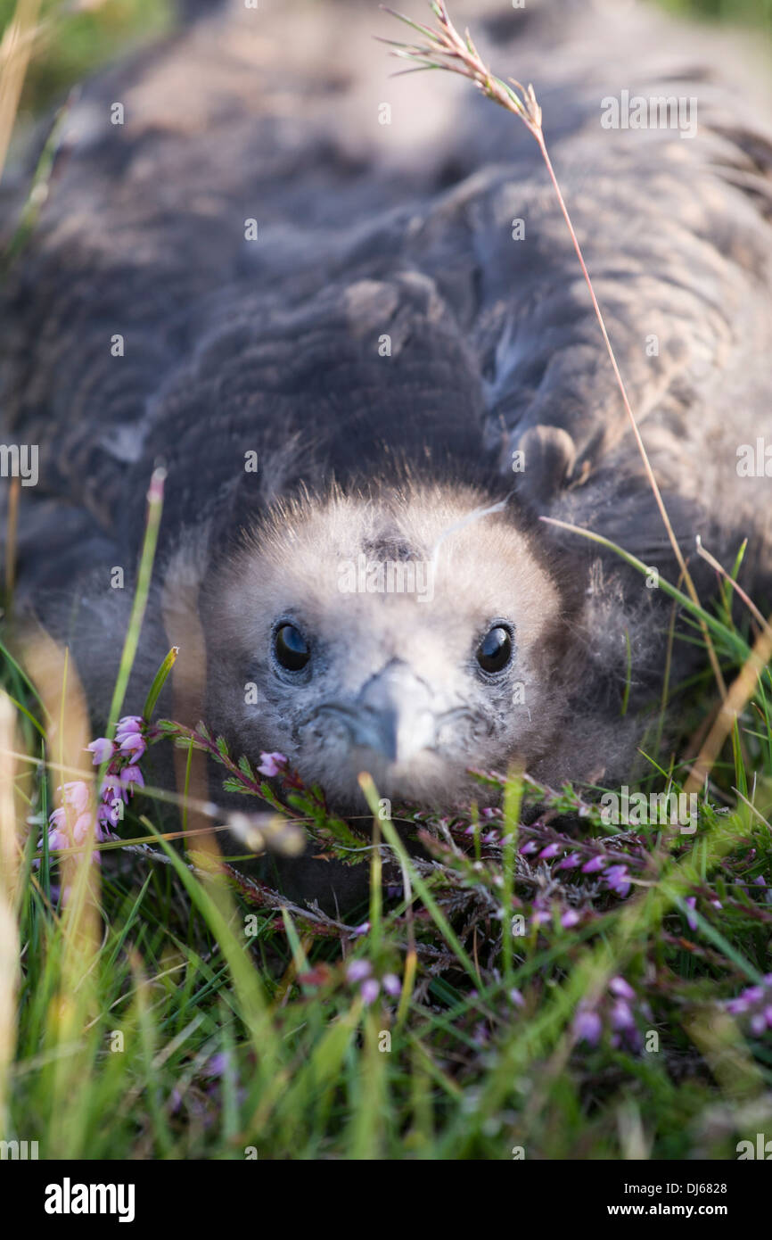 Arktisches Skua (Stercorarius Parasiticus) Küken auf Fair Isle Stockfoto