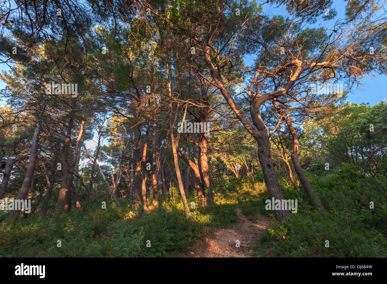 Bright Sommer Kiefer Baum Wald Hintergrundfoto Stockfoto