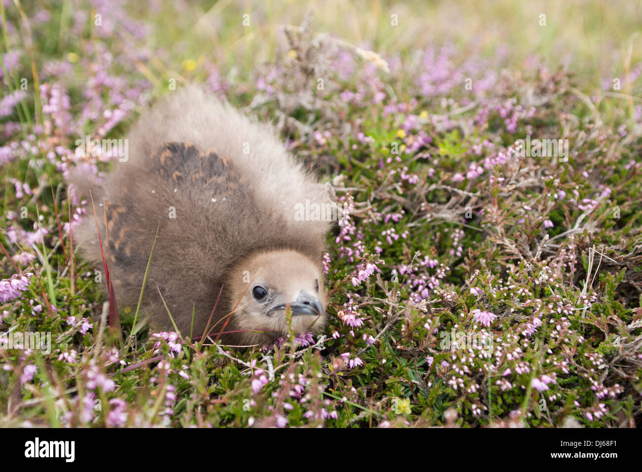 Arktisches Skua (Stercorarius Parasiticus) Küken auf Fair Isle Stockfoto