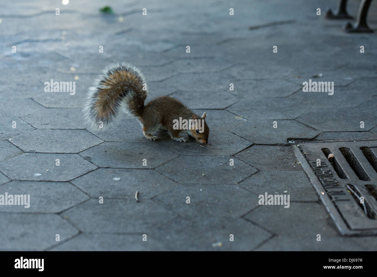 Eine Nahaufnahme eines Eichhörnchens im New Yorker Central Park Stockfoto