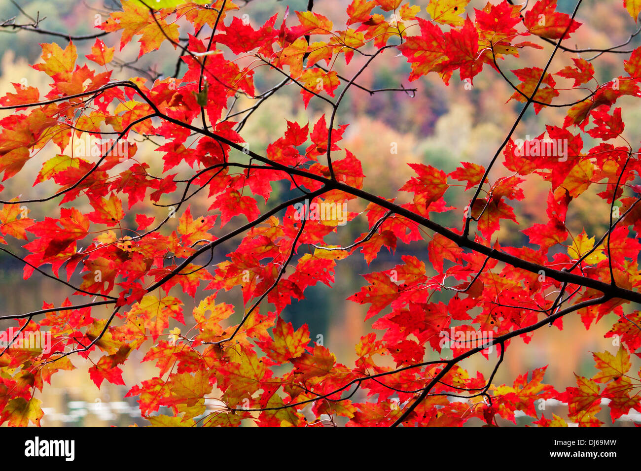 Zucker-Ahorn Zweig im Herbst Stockfoto