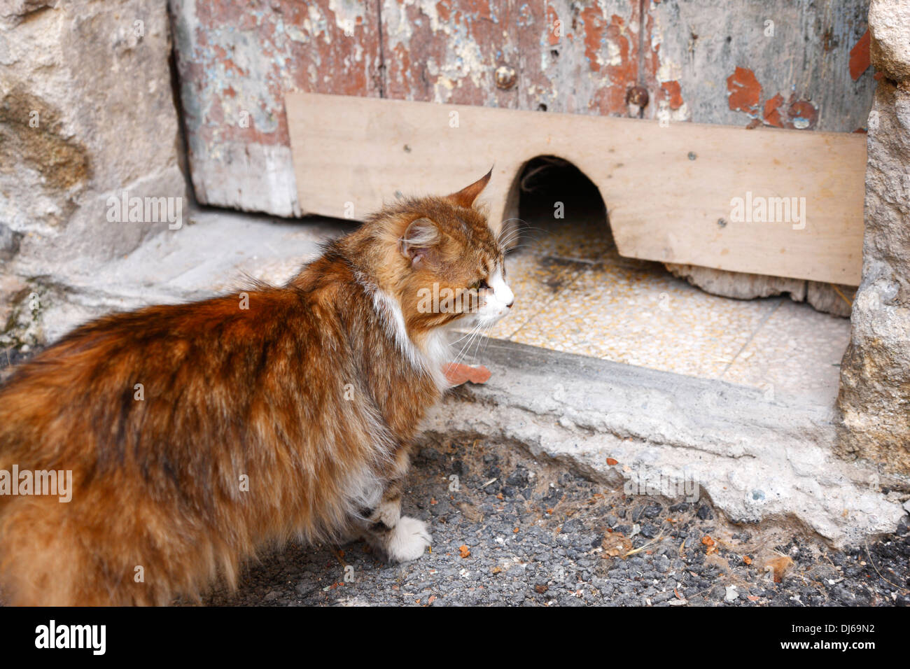 Hauskatze an der Tür Stockfoto