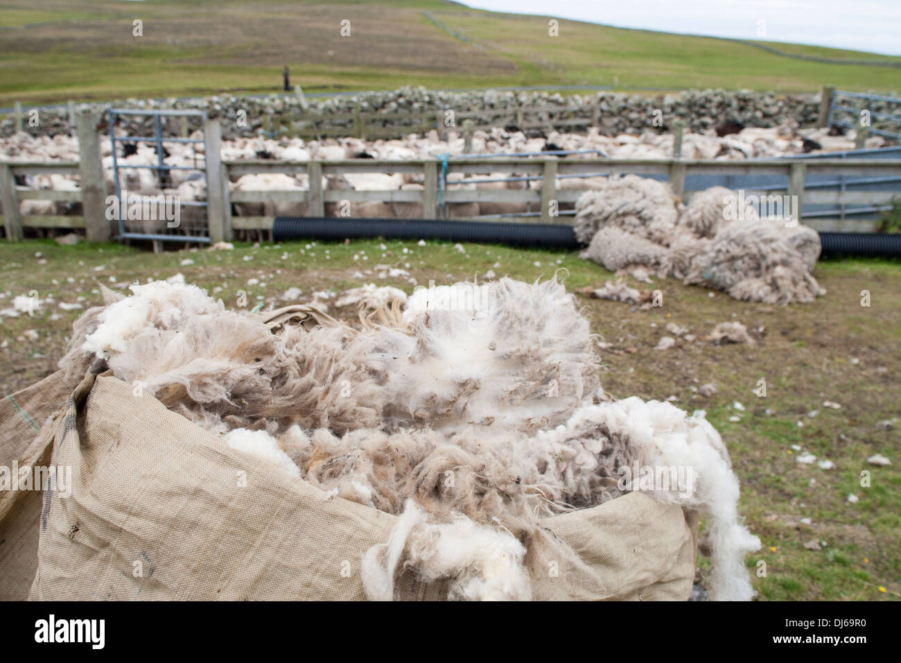 Plünderung Schafwolle und Schafe halten Stift, Fair Isle, Shetland Stockfoto
