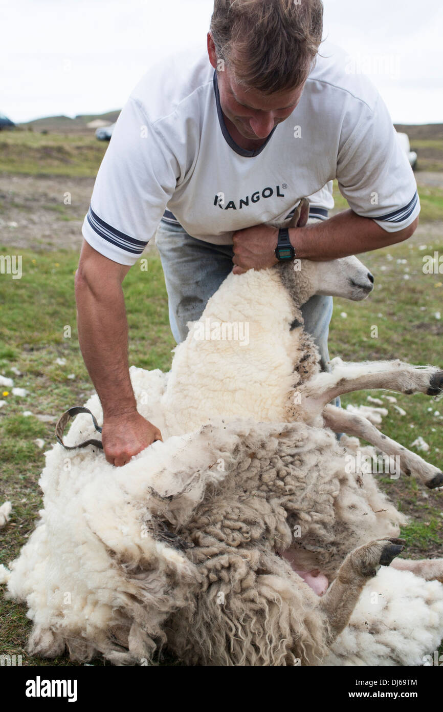 Mann mit traditionellen Handschere, Fair Isle, Shetland Schafe scheren Stockfoto