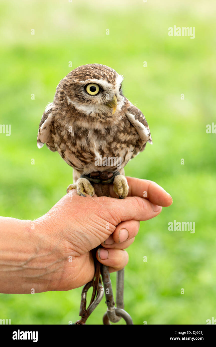 Steinkauz, Athene noctua Stockfoto