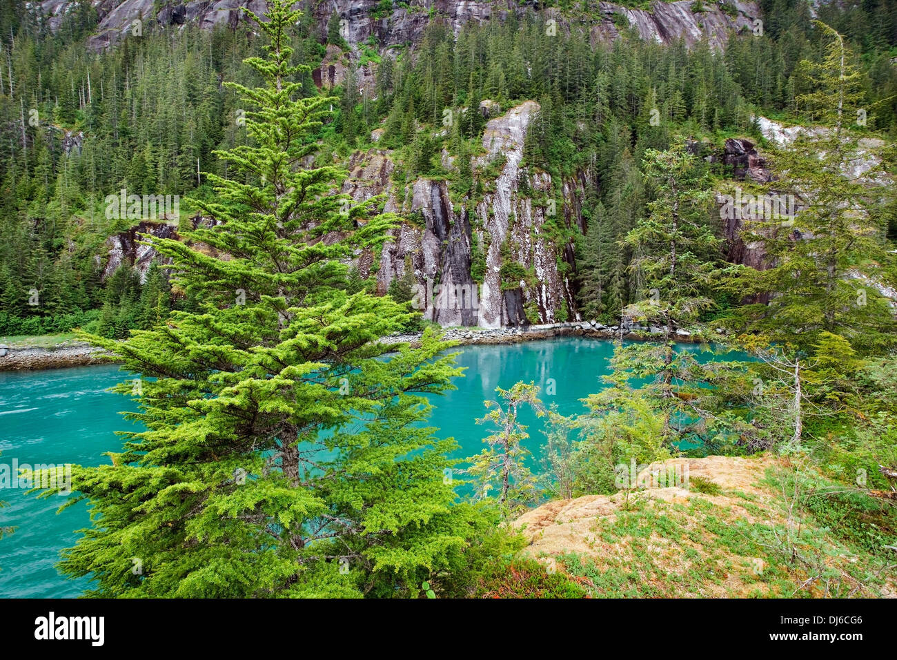 Fichte & Hemlock Wald entlang Tracy Arm Furten-Terror Wildnis Bereich Südost-Alaska Stockfoto