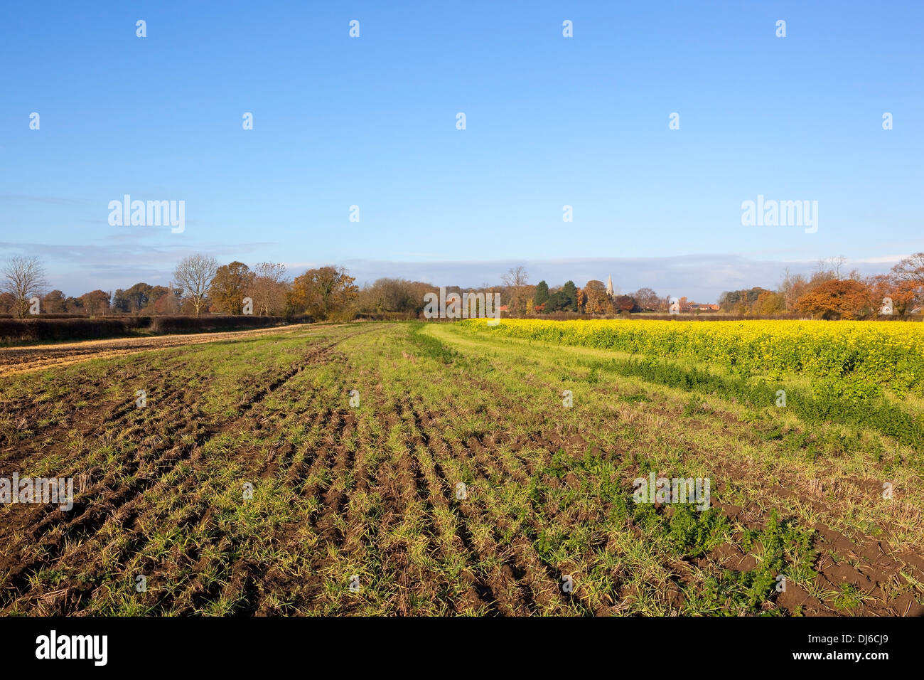 Stoppelfeldern und Senf blühende Pflanzen mit bunten Herbst-Bäume in der Kulturlandschaft des Vale of York Stockfoto