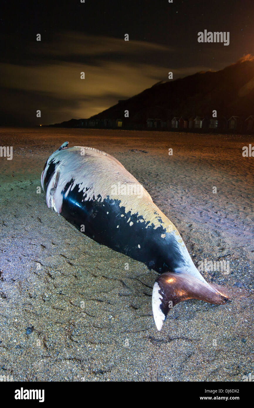 Toter Wal Am Strand Stockfotos und bilder Kaufen Alamy