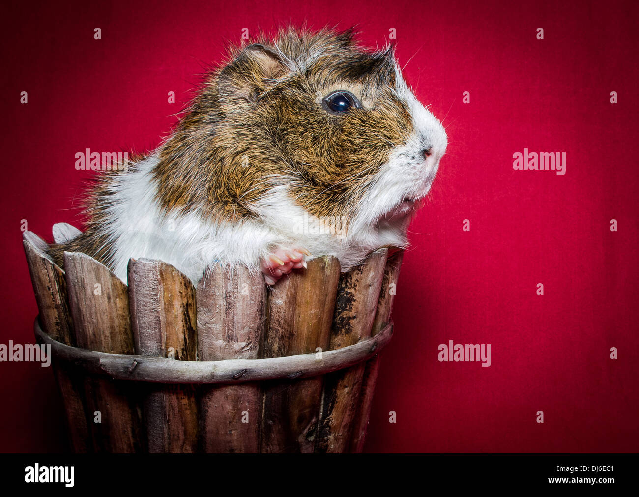 Meerschweinchen in einem Topf Stockfoto