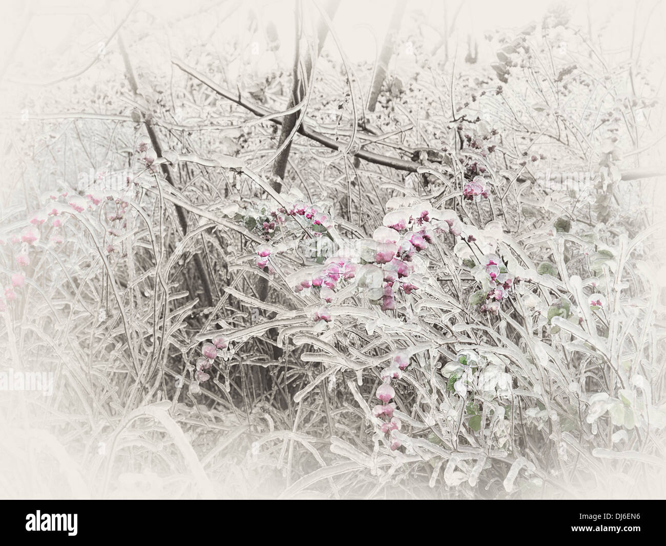 Gefroren, glasiert Eis Zweigen und rosa Beeren eines Strauches. Abstrakt Sepia getönten Herbst Natur Landschaft. Stockfoto