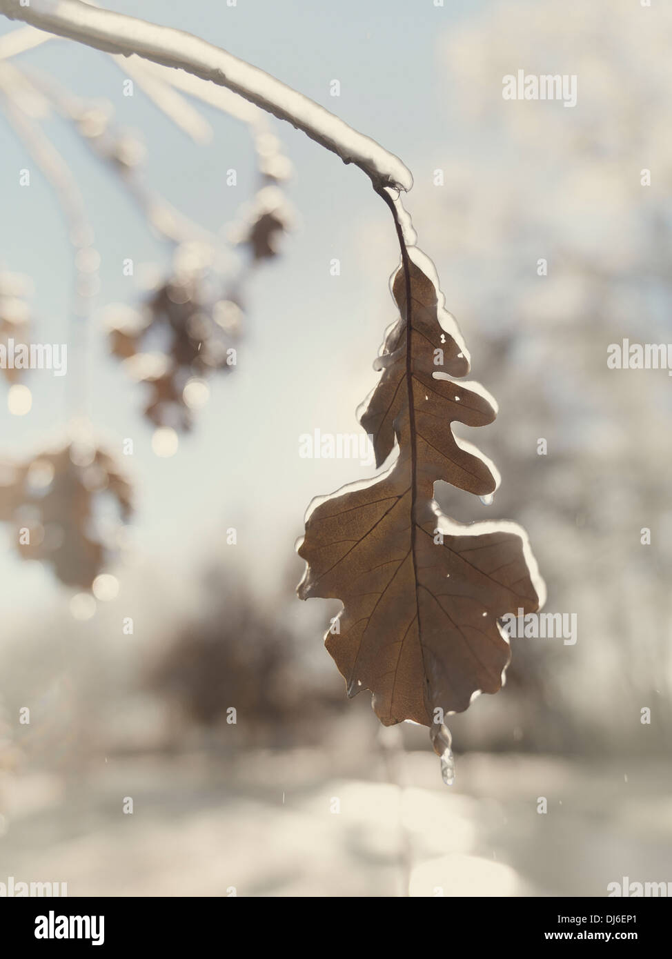 Eichenblatt, bedeckt mit Eis, künstlerische Herbst Winter abstrakte Natur Landschaft Stockfoto