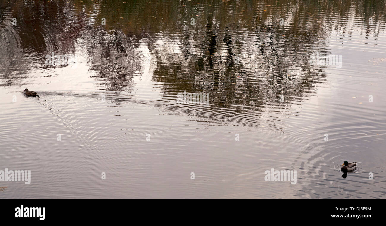 2 Enten paddeln ihren Weg um einen Teich in Boston. Stockfoto