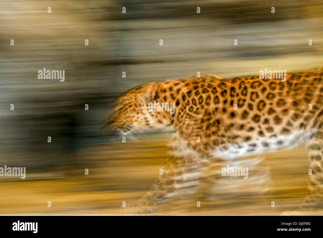 Eingesperrte Leopard Stockfoto