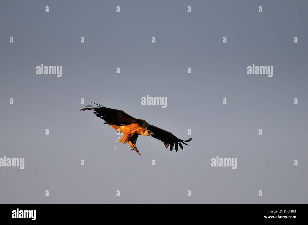 Buitre Deyectando En vuelo Stockfoto