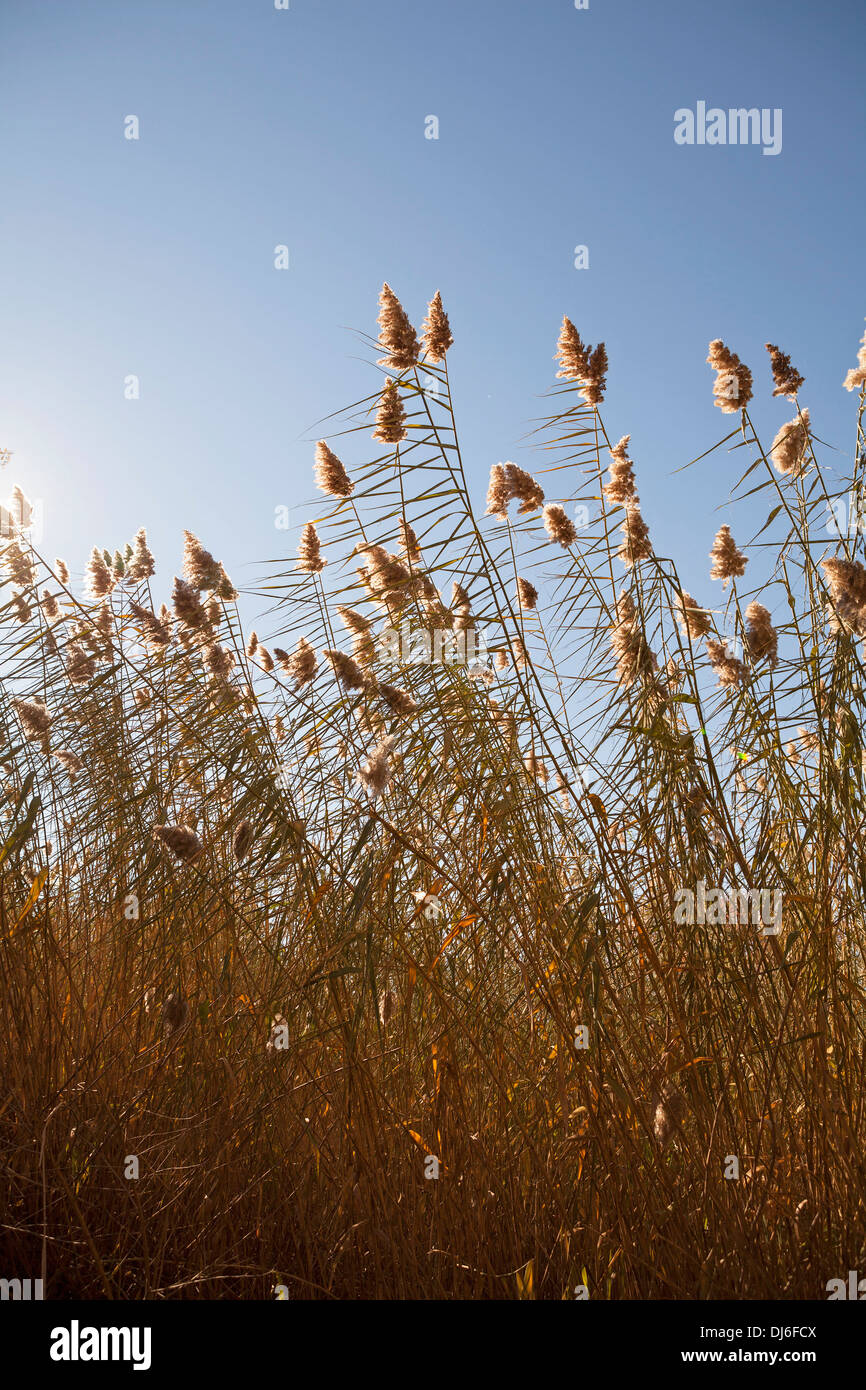 Einheimische Gräser aufstehen und um die Sonne zu grüßen. Stockfoto