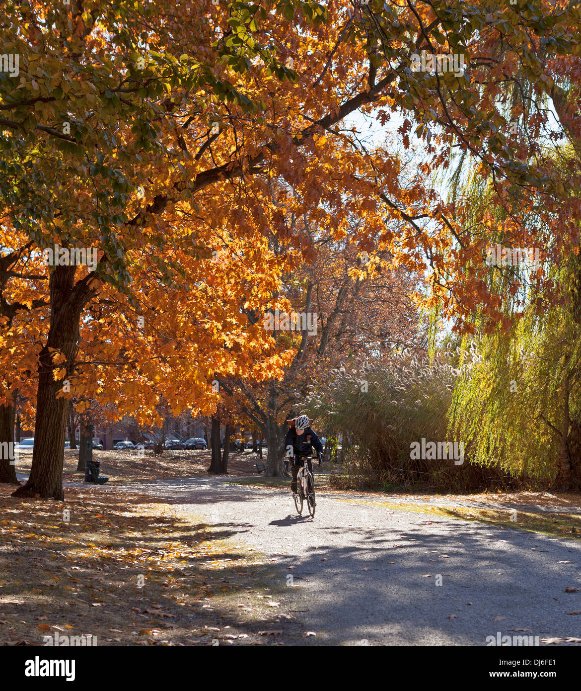 Ein Radfahrer fährt durch einen Park, gefüllt mit bunten Bäumen in Boston. Stockfoto