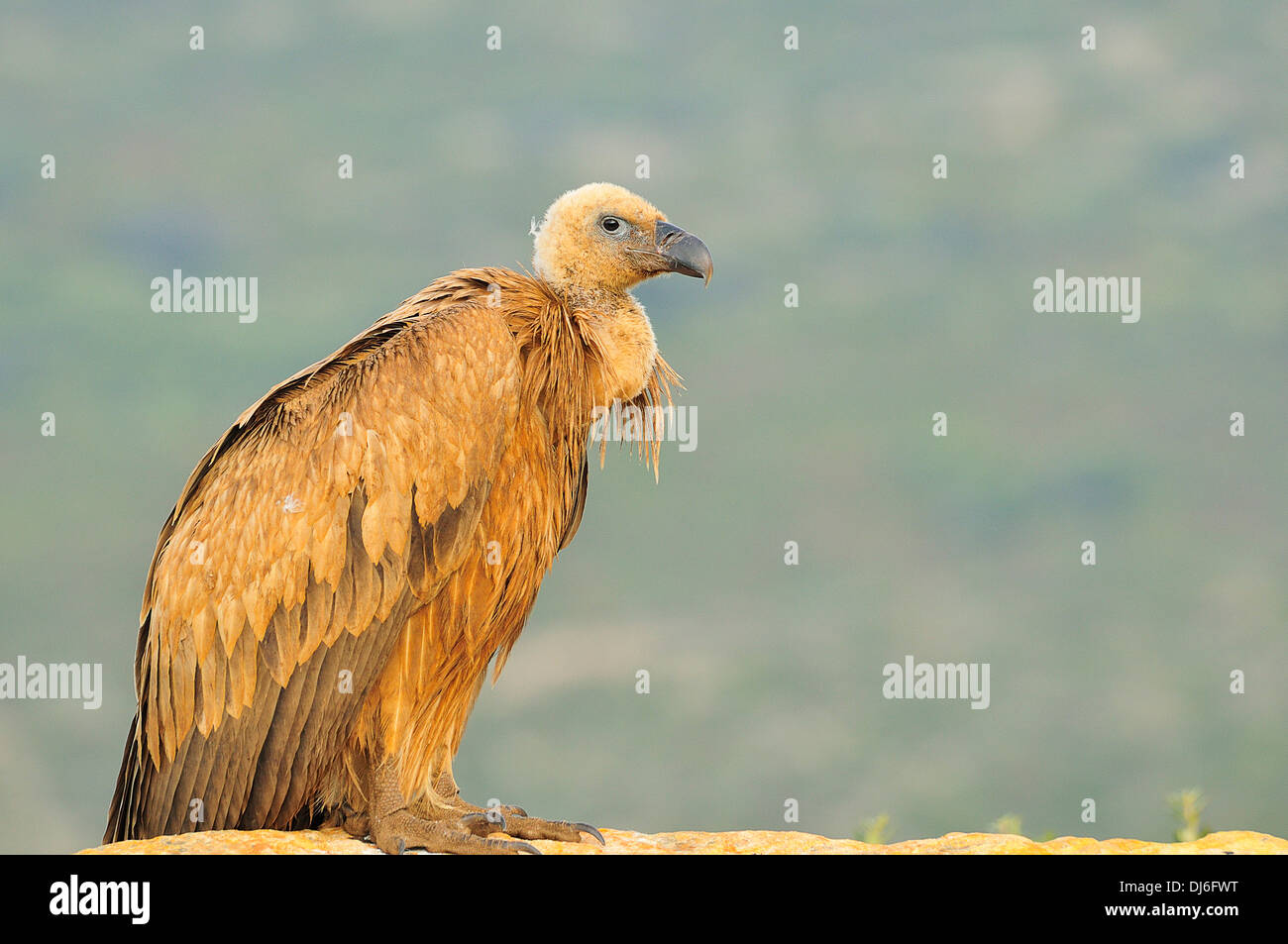 Buitre, Vida Salvaje, Naturaleza Virgen, Geier, Wild, Wildnis Stockfoto
