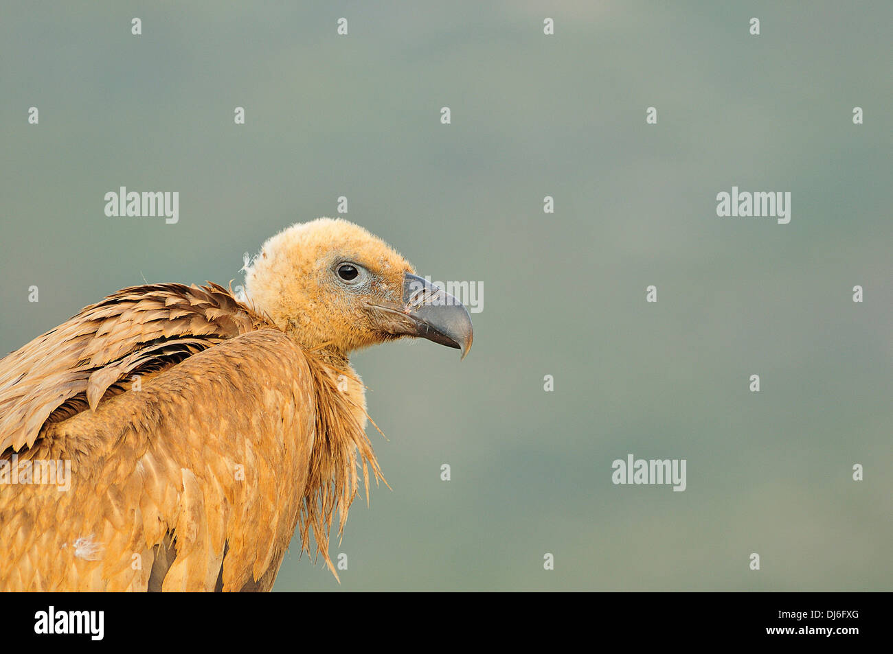 Buitre, Vida Salvaje, Naturaleza Virgen, Geier, Wild, Wildnis Stockfoto