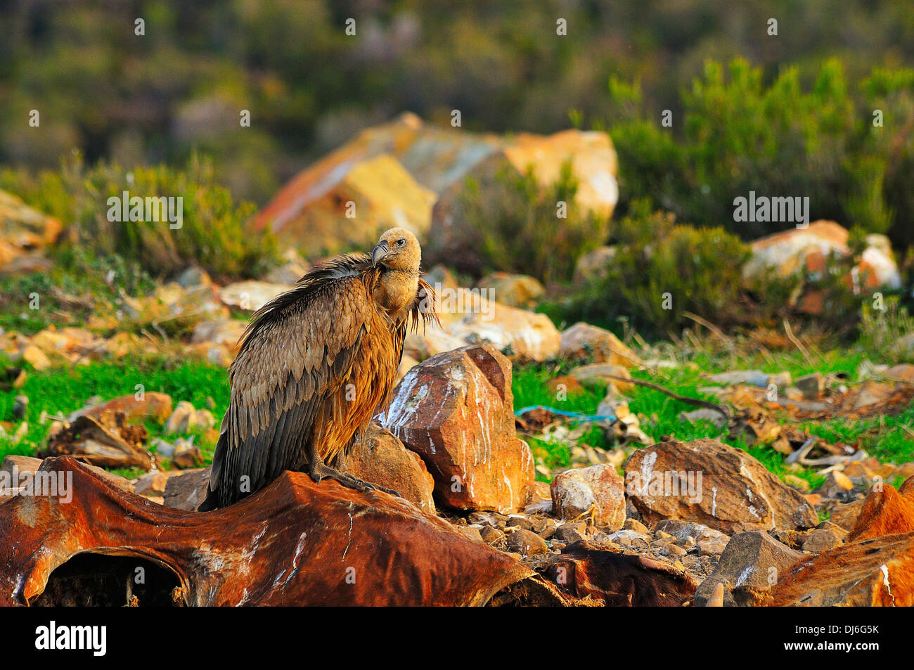 Buitre, Vida Salvaje, Naturaleza Virgen, Geier, Wild, Wildnis Stockfoto
