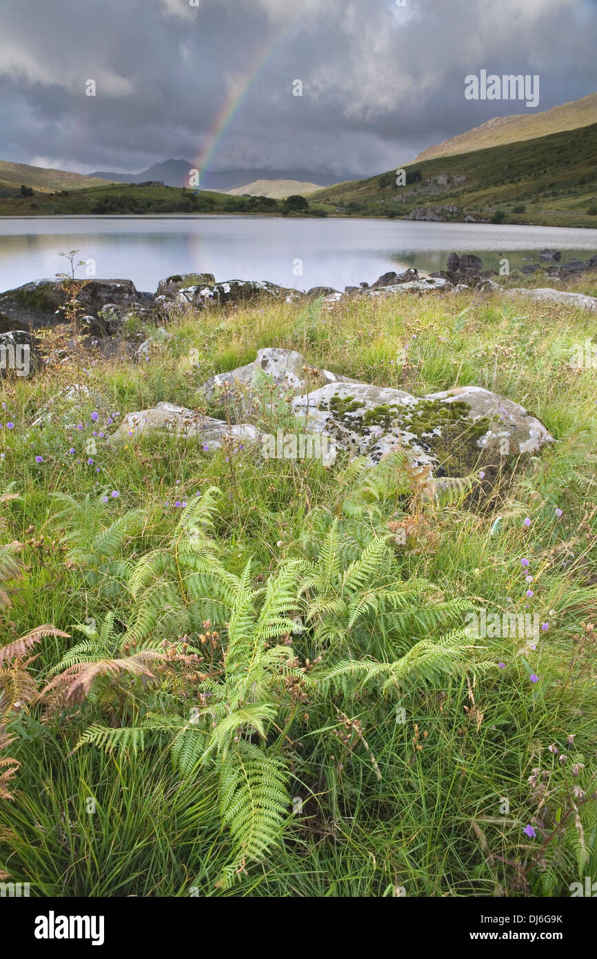 Sonnenaufgang über dem Llynnau Mymbyr. Es regnete auf der anderen Seite des Sees in Richtung Snowdon, einen Regenbogen zu schaffen. Stockfoto