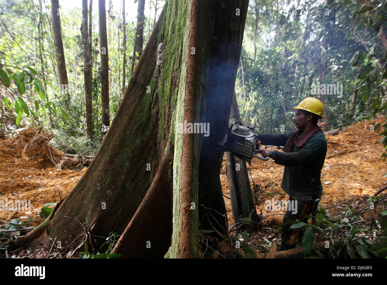 14. Februar 2013 - wird Berau, Ost-Kalimantan, Indonesien - Nachfrage nach Holz voraussichtlich zwischen 2010 und 2050 verdreifachen laut WWF Living Wälder Report. Diese erhöhte Nachfrage wird voraussichtlich verstärken Druck auf die Wälder der Welt aber trockene Wälder geschützt werden können, wenn sie verantwortungsvoll verwaltet werden und Holzprodukt effizient genutzt werden. Die schwere Ausbeutung von ein paar sehr wertvolle kommerzielle Holzarten wie Mahagoni, Afrormosia, Ramin und Rosenholz â €"im größten Teil an die unersättliche Nachfrage von Konsumenten vermarktet â €" hat dazu geführt, dass viele von ihnen jetzt gefährdet oder bedroht sind b Stockfoto