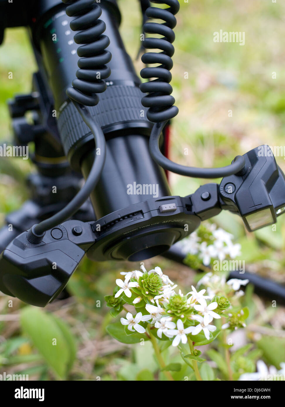 Makro-Fotografie von Blumen mit dual flash Macro-System für Canon Kamera und Objektiv Stockfoto