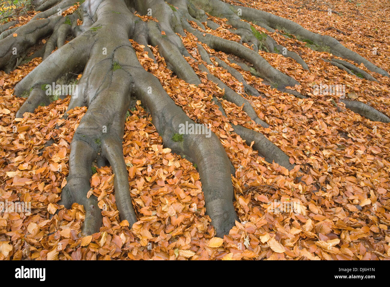 Wurzeln buche fagus sylvatica Fotos und Bildmaterial in hoher