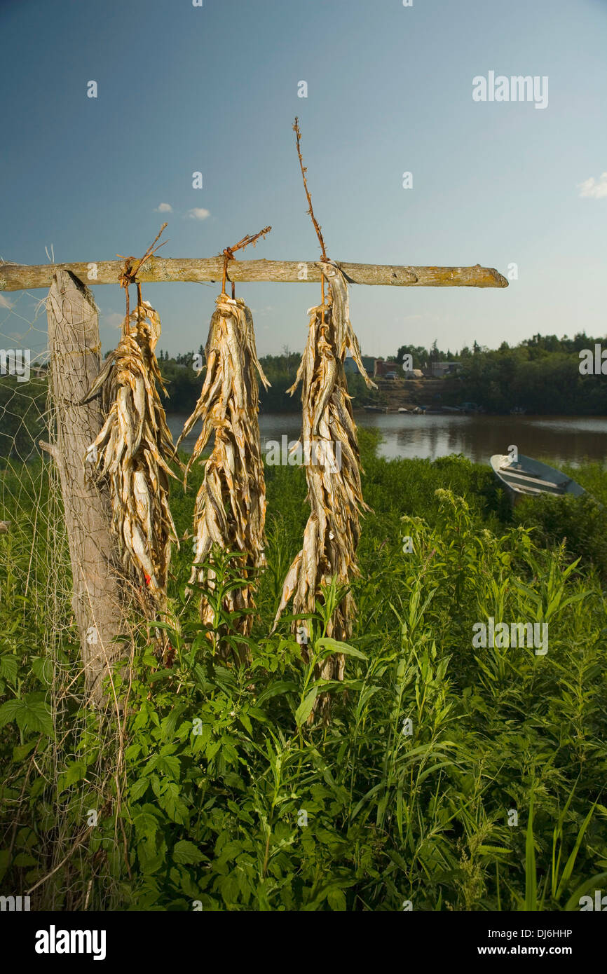 Aufenthaltskosten gefangen roch an Fisch Rack entlang Kuskokwim River Tuluksak westlichen Alaska Sommer trocknen Stockfoto